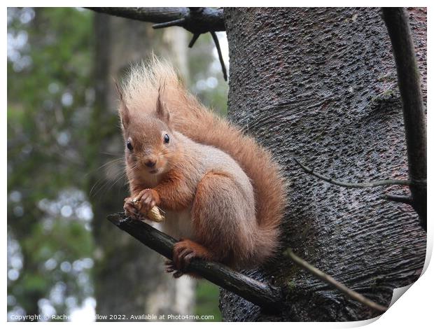 Red Squirrel  Print by Rachel Goodfellow
