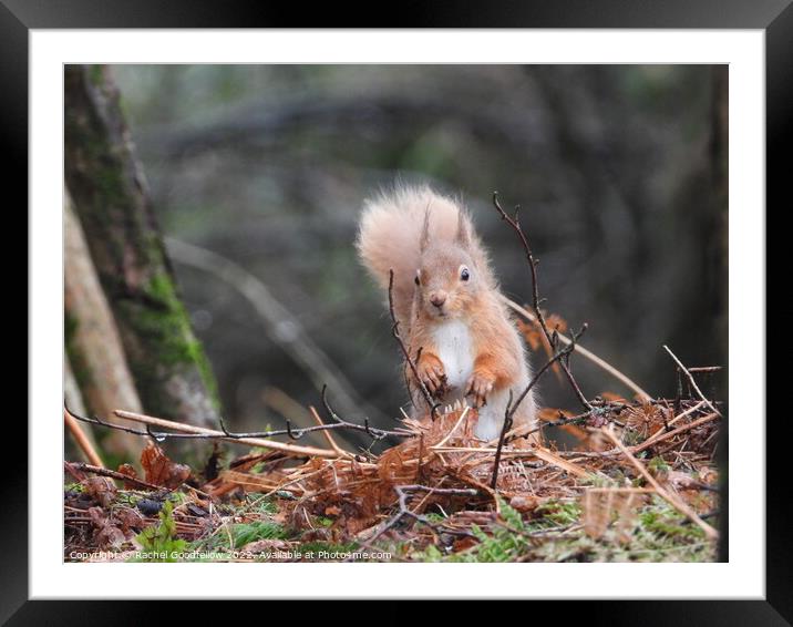 A squirrel standing with muddy paws Framed Mounted Print by Rachel Goodfellow