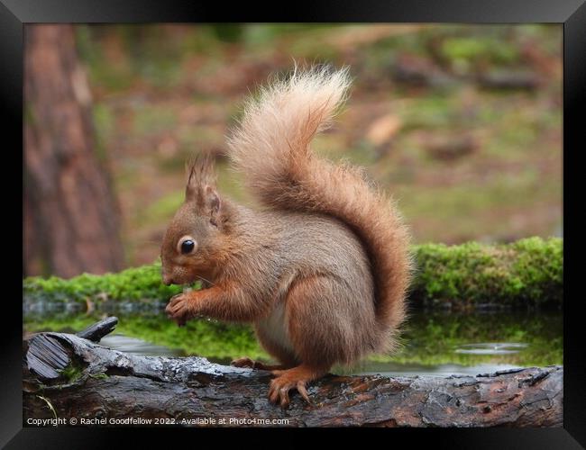 Red Squirrel eating on a branch  Framed Print by Rachel Goodfellow