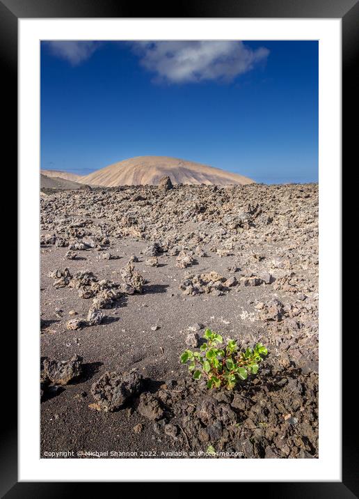 A plant growing amongst the lava fields in Timanfa Framed Mounted Print by Michael Shannon