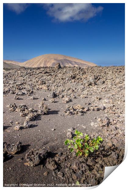 A plant growing amongst the lava fields in Timanfa Print by Michael Shannon