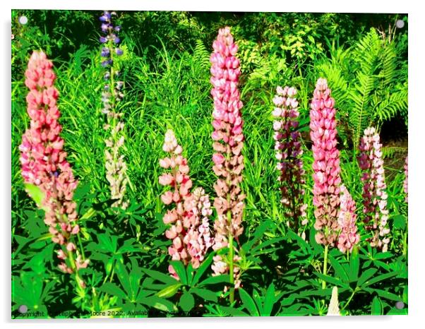 Pink Lupins Acrylic by Stephanie Moore