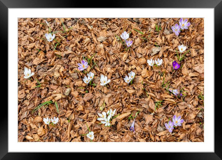 Spring is Arriving Framed Mounted Print by Roger Green