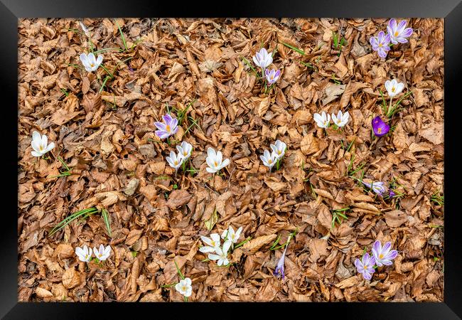 Spring is Arriving Framed Print by Roger Green