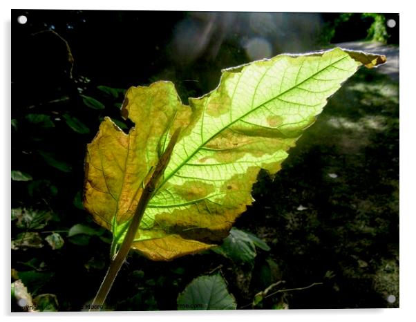 Sunlit leaf Acrylic by Stephanie Moore