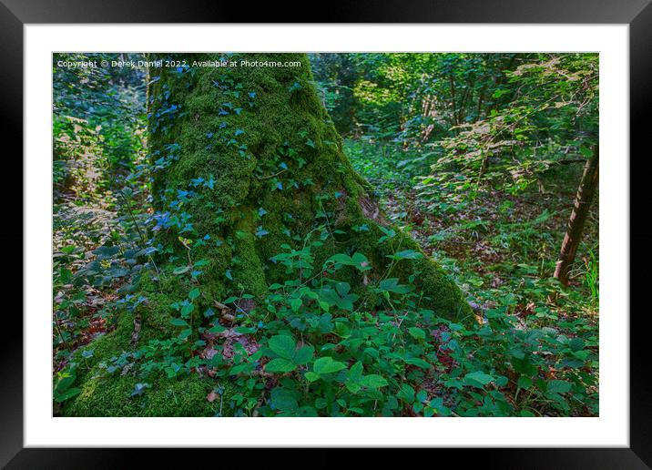 Moss covered Tree Trunk Framed Mounted Print by Derek Daniel