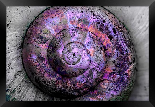 Opalescent Weathered Spiral  Framed Print by Kelly Bailey