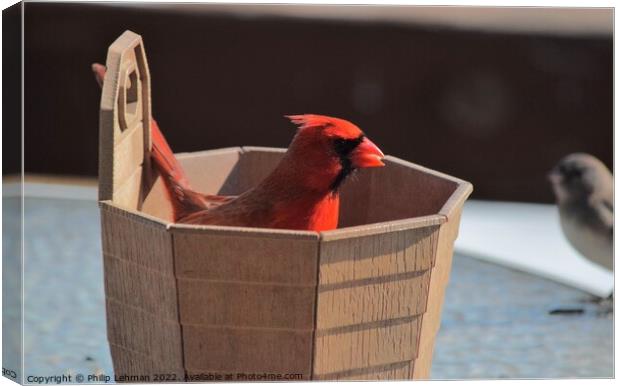 Cardinal in a bucket of birdseed Canvas Print by Philip Lehman