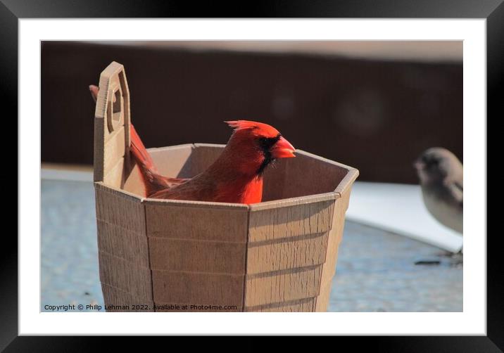 Cardinal in a bucket of birdseed Framed Mounted Print by Philip Lehman