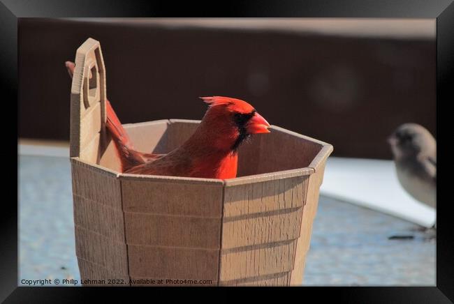 Cardinal in a bucket of birdseed Framed Print by Philip Lehman