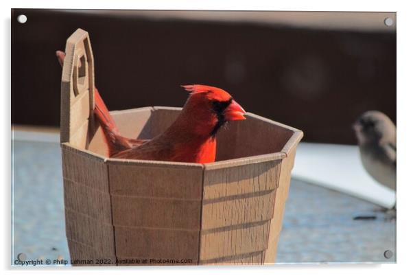 Cardinal in a bucket of birdseed Acrylic by Philip Lehman