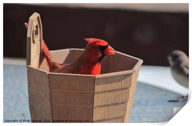 Cardinal in a bucket of birdseed Print by Philip Lehman