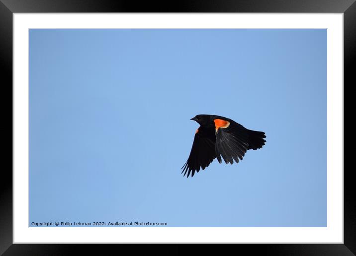 Red-wing blackbird in flight 1A Framed Mounted Print by Philip Lehman