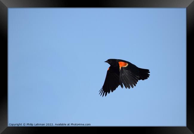 Red-wing blackbird in flight 1A Framed Print by Philip Lehman