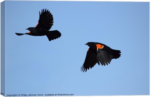 Red-Wing Blackbird in flight 1B Canvas Print by Philip Lehman