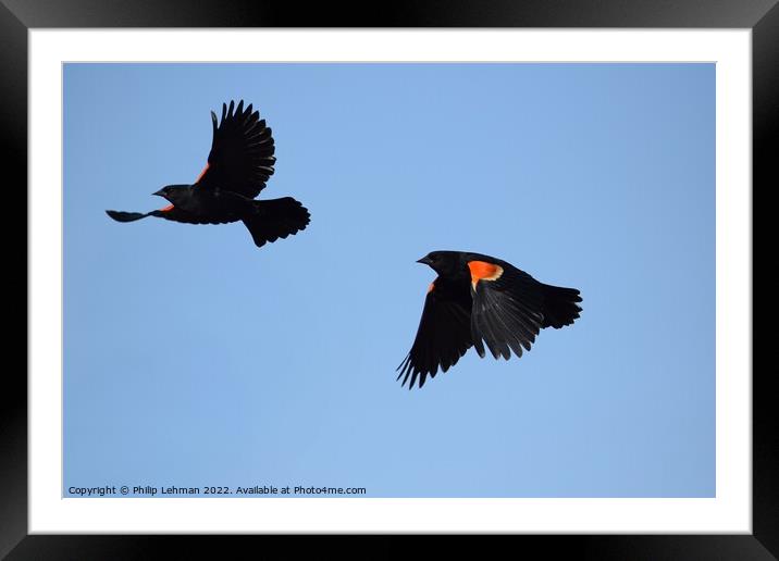 Red-Wing Blackbird in flight 1B Framed Mounted Print by Philip Lehman