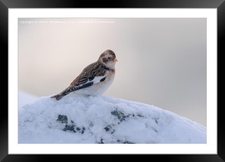 Snow Bunting. Framed Mounted Print by Hörður Vilhjálmsson