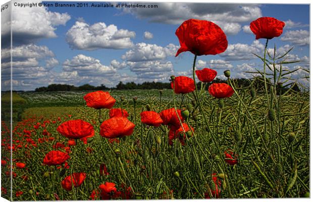 Poppies 4 Canvas Print by Oxon Images