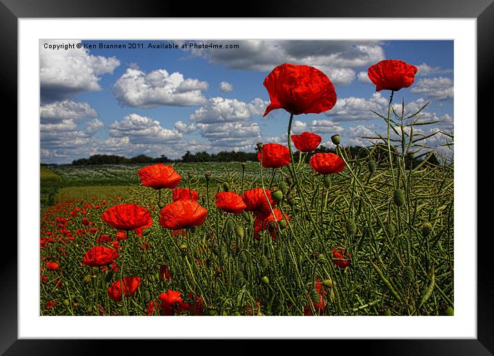 Poppies 4 Framed Mounted Print by Oxon Images
