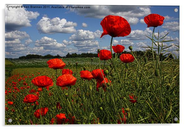 Poppies 4 Acrylic by Oxon Images