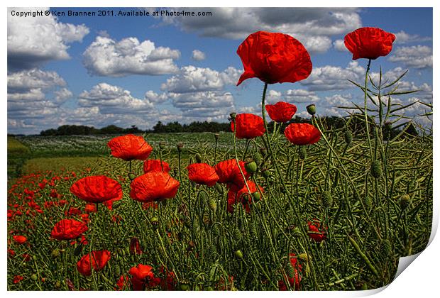 Poppies 4 Print by Oxon Images