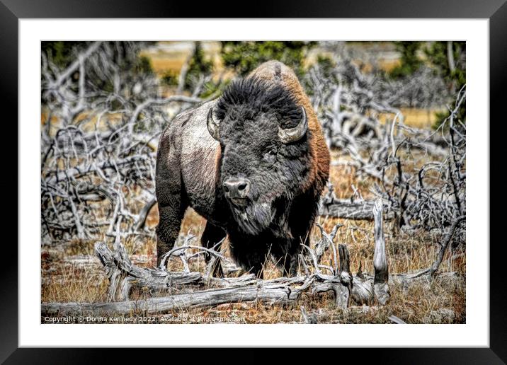 Eye of the Buffalo Framed Mounted Print by Donna Kennedy