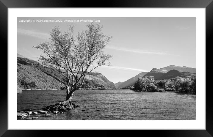 Lone Tree Llyn Padarn Lake Snowdonia Mono Framed Mounted Print by Pearl Bucknall