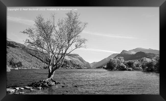 Lone Tree Llyn Padarn Lake Snowdonia Mono Framed Print by Pearl Bucknall