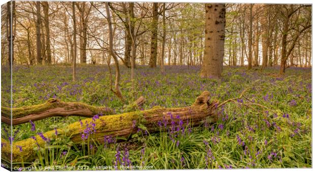 Bluebells Canvas Print by Paul Thetford