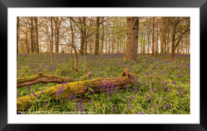 Bluebells Framed Mounted Print by Paul Thetford