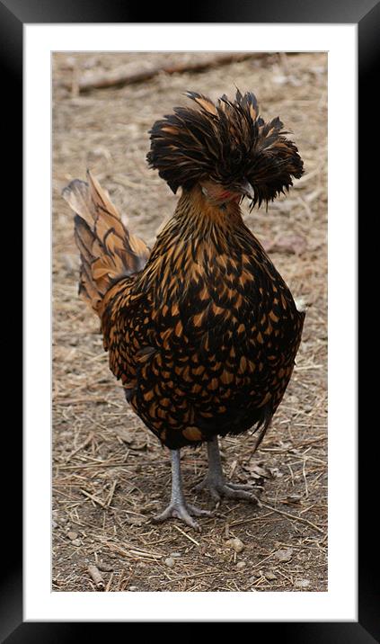 rooster Framed Mounted Print by anthony pallazola