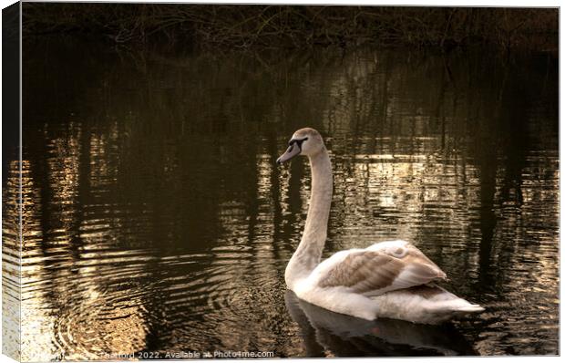 Last to go Canvas Print by Paul Thetford