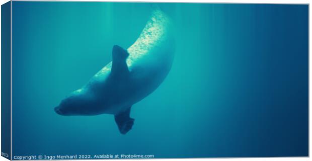 Diving seal Canvas Print by Ingo Menhard