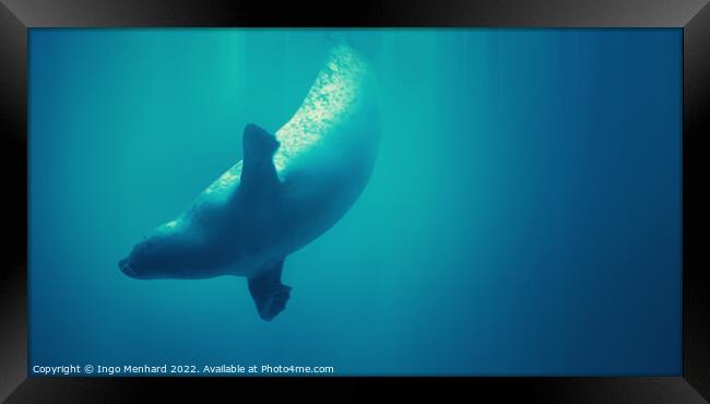 Diving seal Framed Print by Ingo Menhard