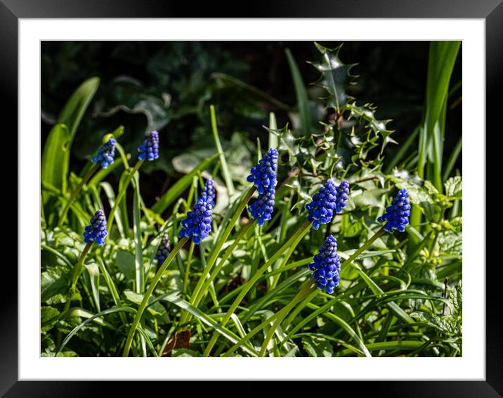 Grape Hyacinth (Muscari) Framed Mounted Print by Gerry Walden LRPS
