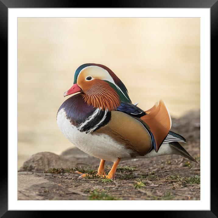 Male Mandarin Duck side view Framed Mounted Print by Jonathan Thirkell