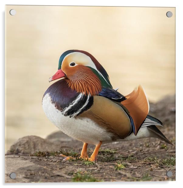 Male Mandarin Duck side view Acrylic by Jonathan Thirkell