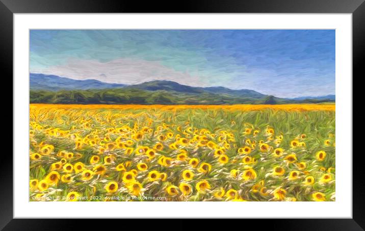 Sunflower Panorama art Framed Mounted Print by David Pyatt