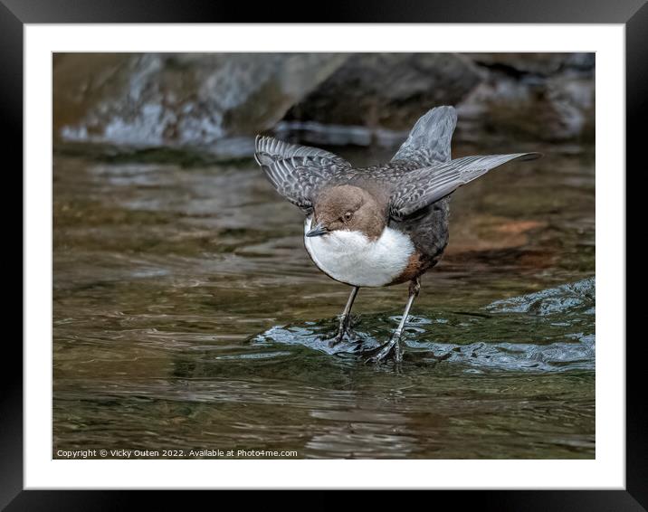 A dipper standing next to a body of water Framed Mounted Print by Vicky Outen