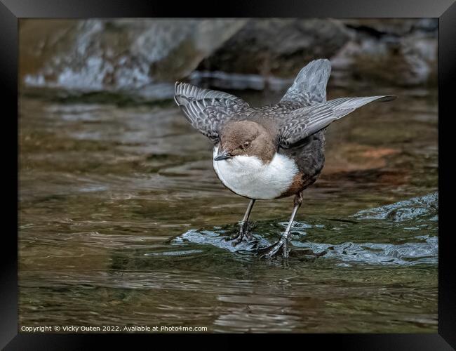 A dipper standing next to a body of water Framed Print by Vicky Outen