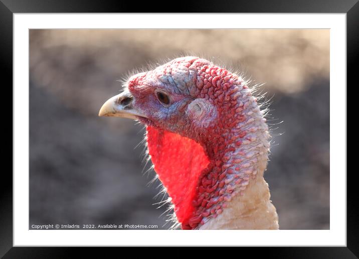 Domestic Turkey Portrait: 'Ugly' bird Framed Mounted Print by Imladris 