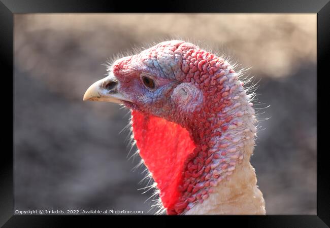 Domestic Turkey Portrait: 'Ugly' bird Framed Print by Imladris 