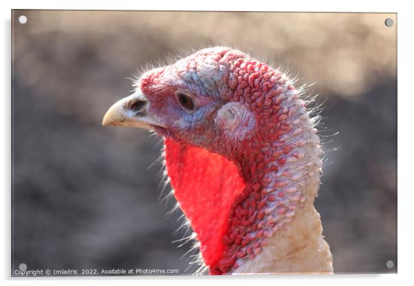 Domestic Turkey Portrait: 'Ugly' bird Acrylic by Imladris 