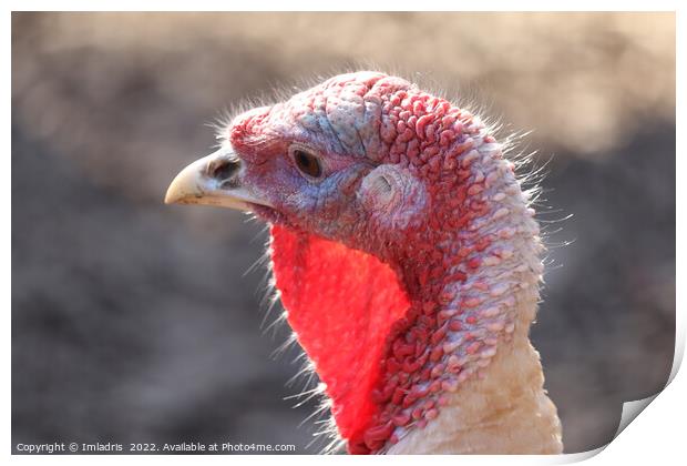 Domestic Turkey Portrait: 'Ugly' bird Print by Imladris 