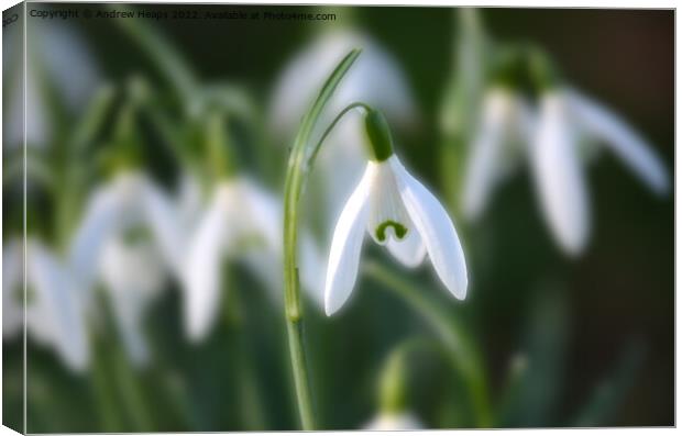 Snowdrop in spring time. Canvas Print by Andrew Heaps