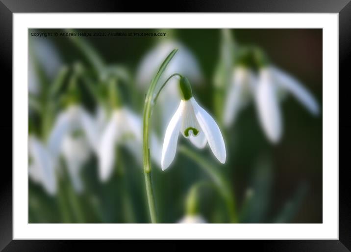 Snowdrop in spring time. Framed Mounted Print by Andrew Heaps