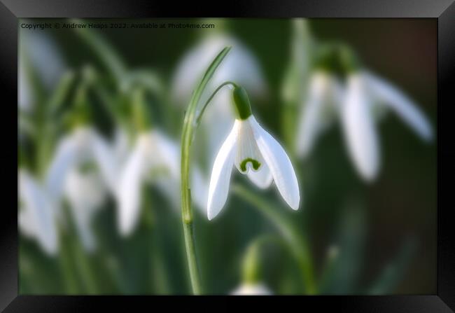 Snowdrop in spring time. Framed Print by Andrew Heaps
