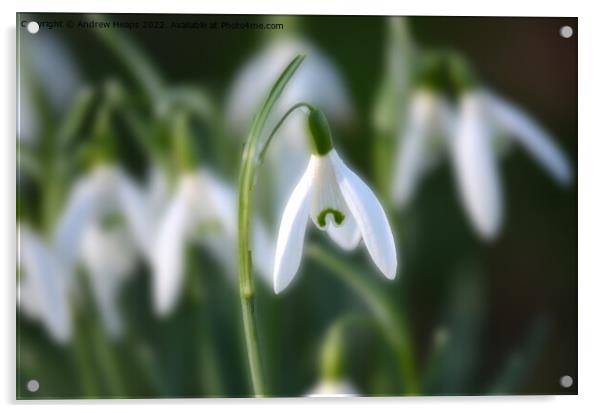 Snowdrop in spring time. Acrylic by Andrew Heaps