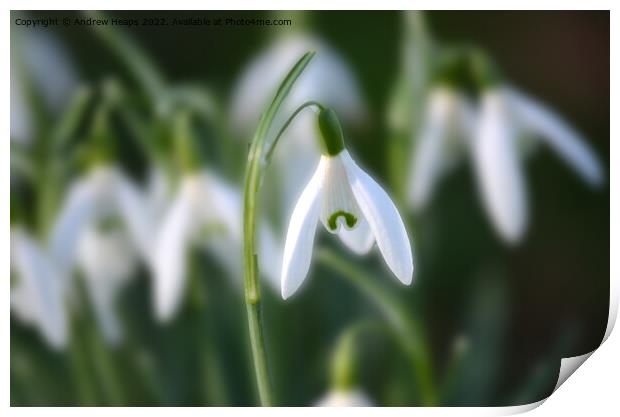 Snowdrop in spring time. Print by Andrew Heaps