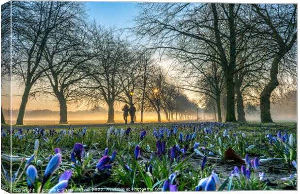 Crocuses at sunrise Canvas Print by Dominic Shaw-McIver